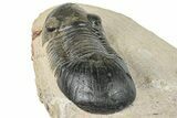 Paralejurus Trilobite - Atchana, Morocco #252417-5